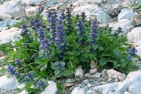 Image result for Ajuga