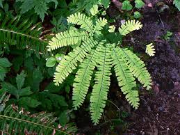 Check spelling or type a new query. Maidenhair Fern Definition And Synonyms Of Maidenhair Fern In The English Dictionary