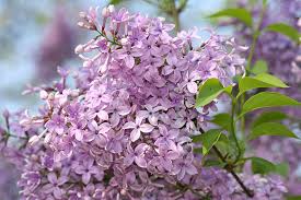 Willkommen zurück zu baxters website dieses mal zeige ich einige galerien von moss rock garden design. Grundlagen Naturgarten Nabu