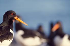 Black And White Bird With Long Orange Beak In Scotland Oystercatchers Bird Family Overview The Rspb