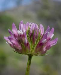 Image result for Trifolium masaiense