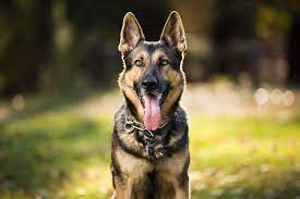 Tsa Will Avoid Using Pointy Eared Dogs During Airport Screenings People Com