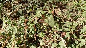 Image result for Amaranthus deflexus