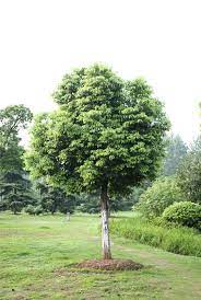 Camphor Trees In The Landscape Grow Very Big Very Fast Making Some Homeowners Happy Others Uncomfortable The Tree Landscape Trees Trees To Plant Landscape
