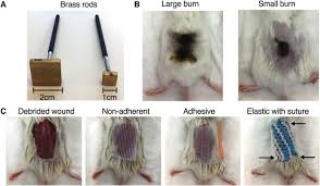 Keep your family safe and your home secure, invest in a. Mouse Models In Burns Research Characterisation Of The Hypermetabolic Response To Burn Injury Sciencedirect
