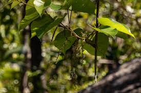 Image result for Tinospora fragosa