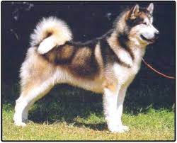 Puppies for sale in new york ny, welcome to empire puppies. Alaskan Malamute Puppies And Dogs For Sale Jelena Dogshows