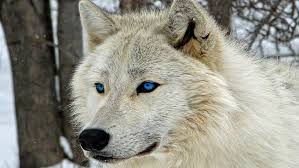 Wolf wallpapers for 4k, 1080p hd and 720p hd resolutions and are best suited for desktops, android. Wolf Cool Pictures 1080p 2k 4k 5k Hd Wallpapers Free Download Wallpaper Flare