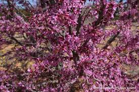 Texas grown tree farm offers field grown and container texas redbud trees for sale. Cercis Canadensis V Mexicana Mexican Redbud Mountain States Wholesale Nursery