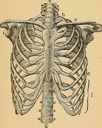 Check out our rib cage drawing selection for the very best in unique or custom, handmade pieces from our digital shops. Human Rib Cage Drawing By Fl Collection