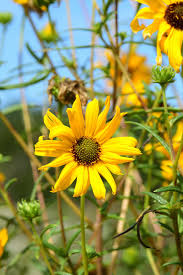 Image result for Helianthus angustifolius