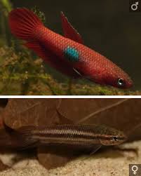Betta Brownorum Betta Tropical Fish Betta Fish