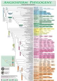 Angiosperm Phylogeny Poster Flowering Plant Systematics C 2015 Planting Flowers Plant Classification Plants