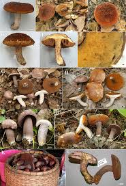 Image result for Sutorius eximius