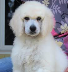 Black And White Standard Poodle Puppies For Sale 048 Satin S White Blue Polish Female Poodle Puppy Poodle Puppies For Sale Black Puppy