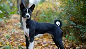 Search through thousands of dogs for sale and puppies for sale adverts near me in the usa and europe at animalssale.com. Basenji Philippines Home Facebook
