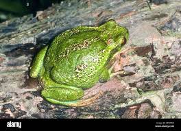 Image result for Maerua andradae