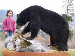Black Bear Half Mount Black Bears This Has To Be Taxidermy Because You Can T Get This Close To A Wild Bear Bear Hunting Black Bear Bear Mounts
