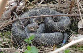 Check spelling or type a new query. The Wonderful World Of Ontario Snakes Wildlife Preservation Canada Blog