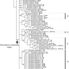 Image result for Cenchrus trisetus