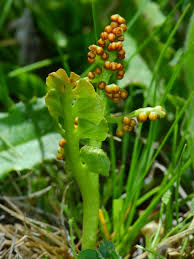 Image result for Ophioglossaceae