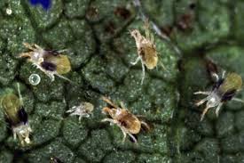 Image result for spotted spider mite