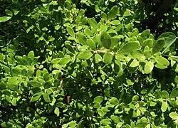 Image result for Canscora kirkii