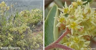 Image result for Searsia tomentosa