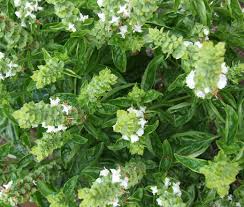 Image result for Ocimum basilicum