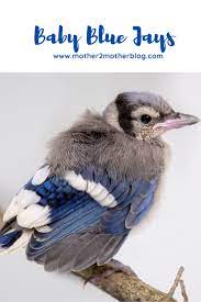 Facts About Baby Blue Jays Mother 2 Mother Blog