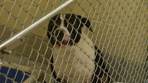 Every month, the petco foundation hosts or sponsors adoption events nationwide. Mega Pet Adoption Event Coming To Timonium
