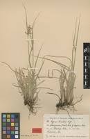 Image result for Cyperus denudatus