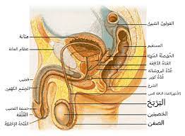 قضيب الإنسان ويكيبيديا