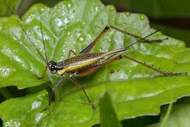 In older literature, such as imms, crickets were placed at the family level. Z2a0121 Cricket Cricket Animals