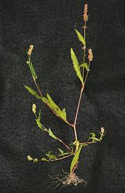 Image result for Persicaria lapathifolia