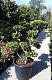Maybe you would like to learn more about one of these? Ilex Crenata Pom Pom Trees Japanese Holly Garden Bonsai