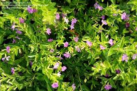 Maybe you would like to learn more about one of these? House Plants With Small Pink Flowers Novocom Top