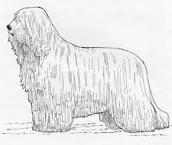 Image result for Komondor