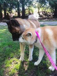 Akiho members have avoided the controversy and debate by not getting involved. What S The Difference Between Akita Inu And American Akita Quora
