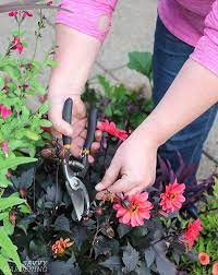 Check spelling or type a new query. Growing Dahlias In Pots Choose Stunning Blooms To Shine In A Container