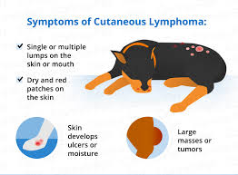 She was doing great for awhile and all the lumps and my question is really how can i tell when it is time for me to put her down? Lymphoma In Dogs Canna Pet