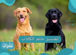 تفسير حلم الكلاب في المنام بحسب حالة الرائي نشرات