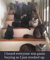 Chase The Time Away With Caturday 40 Cat Memes In 2020 Cat Memes Crazy Cats Funny Animal Pictures