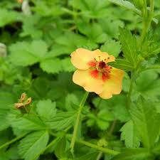 Image result for Hereroa glenensis