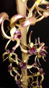 Image result for Liparis nervosa