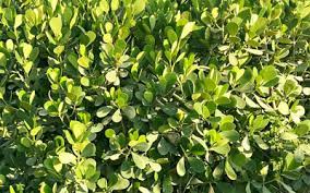 The show airs twice every weekday and all shows are supported with helpful online links for more information. Clusia Hedges Mr Clusia Best Hedges Prices In South Florida
