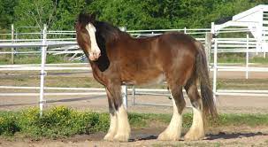Shire Vs Clydesdale Horse Breeds Differences Similarities