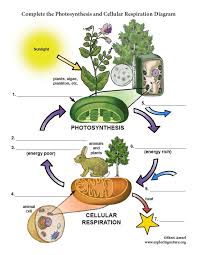 Cellular respiration is the process by which living organisms produce energy. Photosynthesis And Cellular Respiration Diagram Labeling 6 8 Grade Ngss