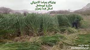 ترامب تلقى ضربة جديدة إذ اتهمه مكتب المساءلة. ØªØ¨Ø§Ø±Ùƒ Ø§Ù„Ø±Ø­Ù…Ù† Ø¨ÙˆÙ†ÙŠÙƒØ§Ù… Ø¨Ù…Ø¨Ø§Ø³Ø§ Ø§Ù„Ø§Ù…Ø±ÙŠÙƒÙŠ Ù„Ø·Ù„Ø¨ Ø§Ù„Ø¨Ø°ÙˆØ± 0503969372 Youtube