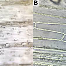 Image result for Agrostis quinqueseta